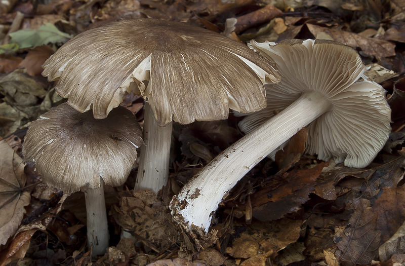 Megacollybia platyphylla